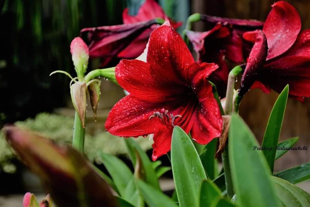 Ella Flower Garden Resort Luaran gambar