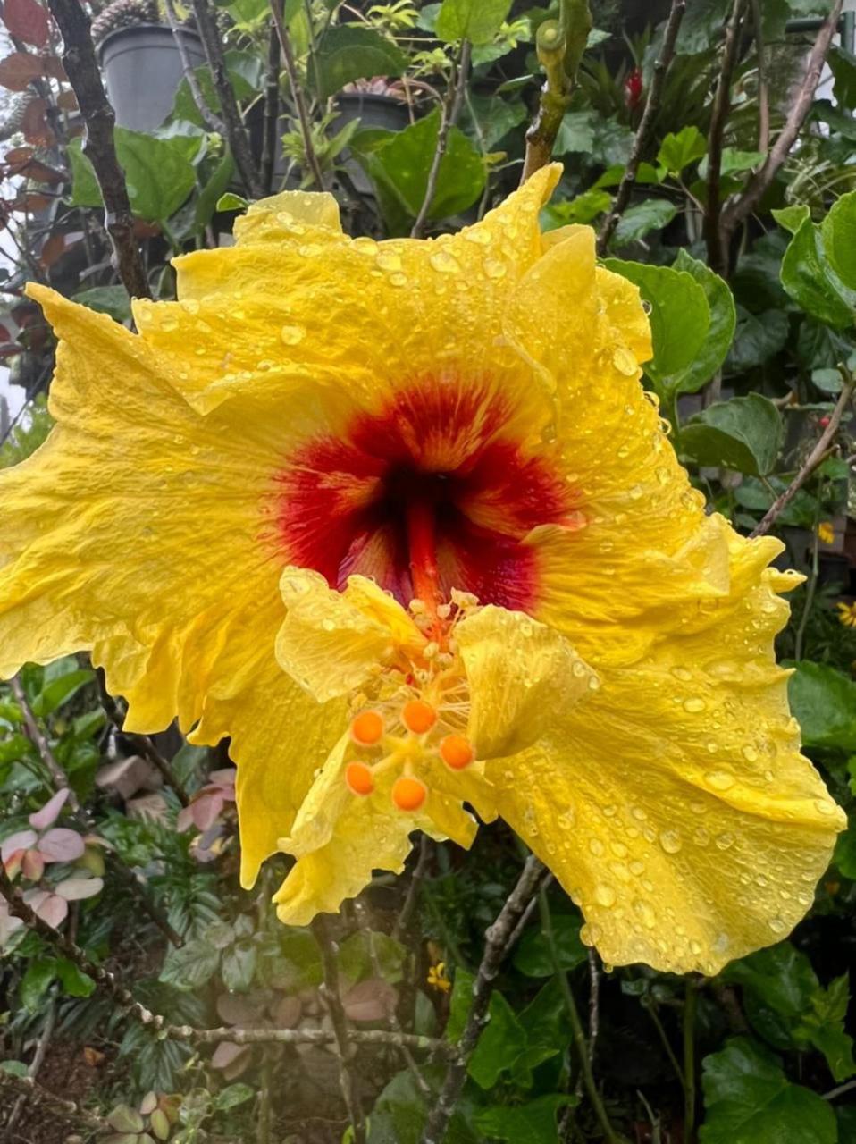 Ella Flower Garden Resort Luaran gambar
