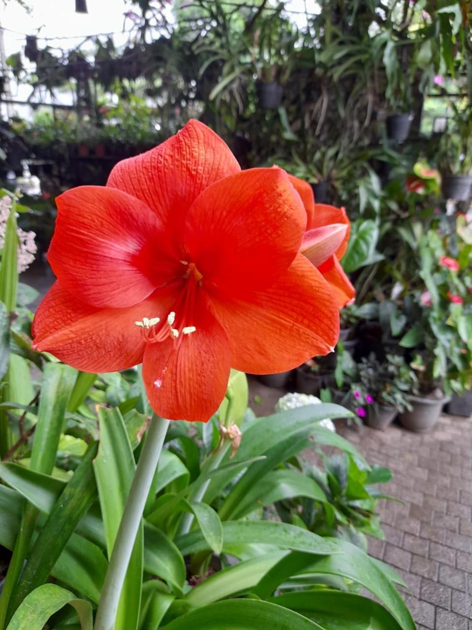 Ella Flower Garden Resort Luaran gambar