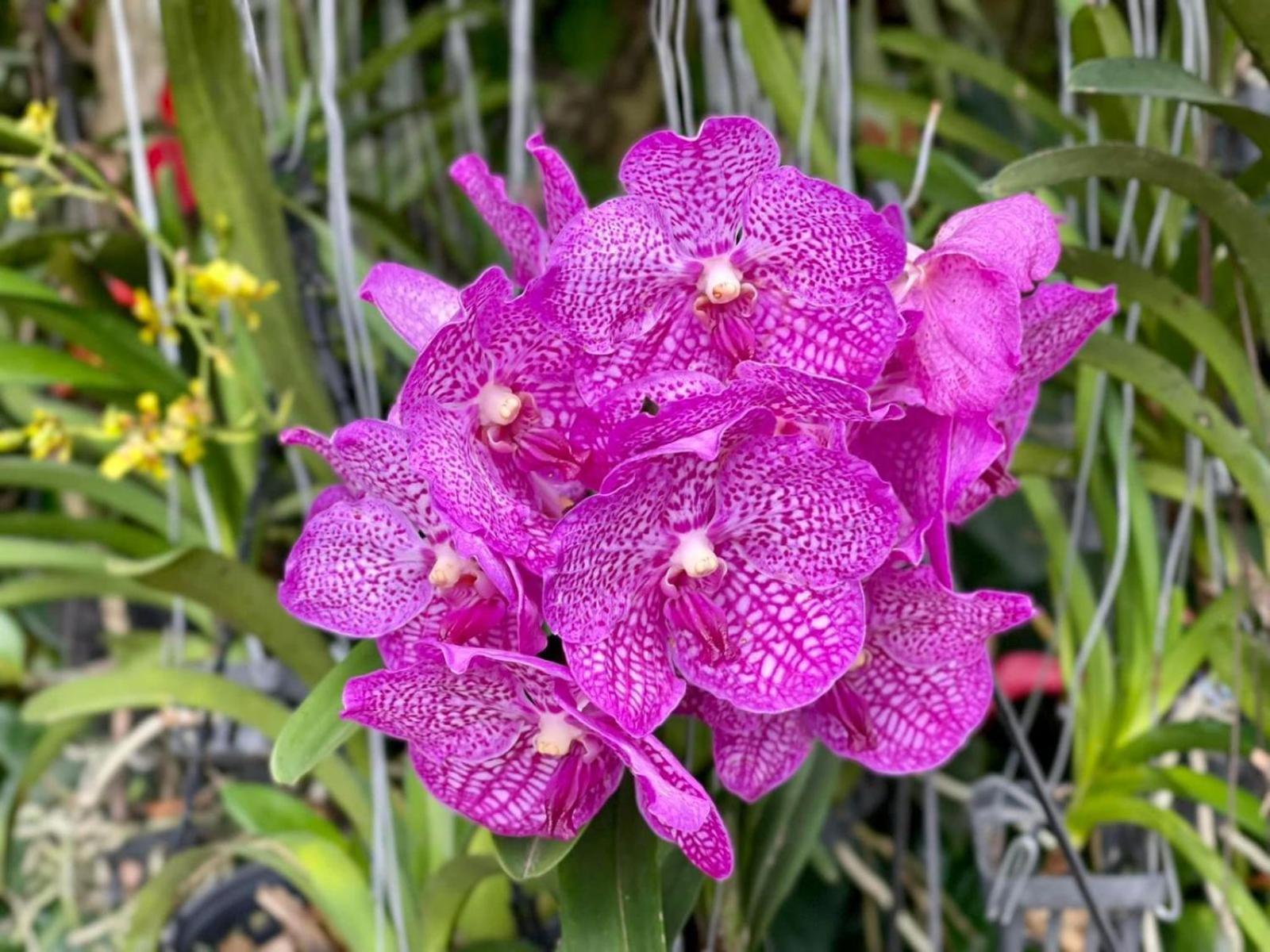 Ella Flower Garden Resort Luaran gambar