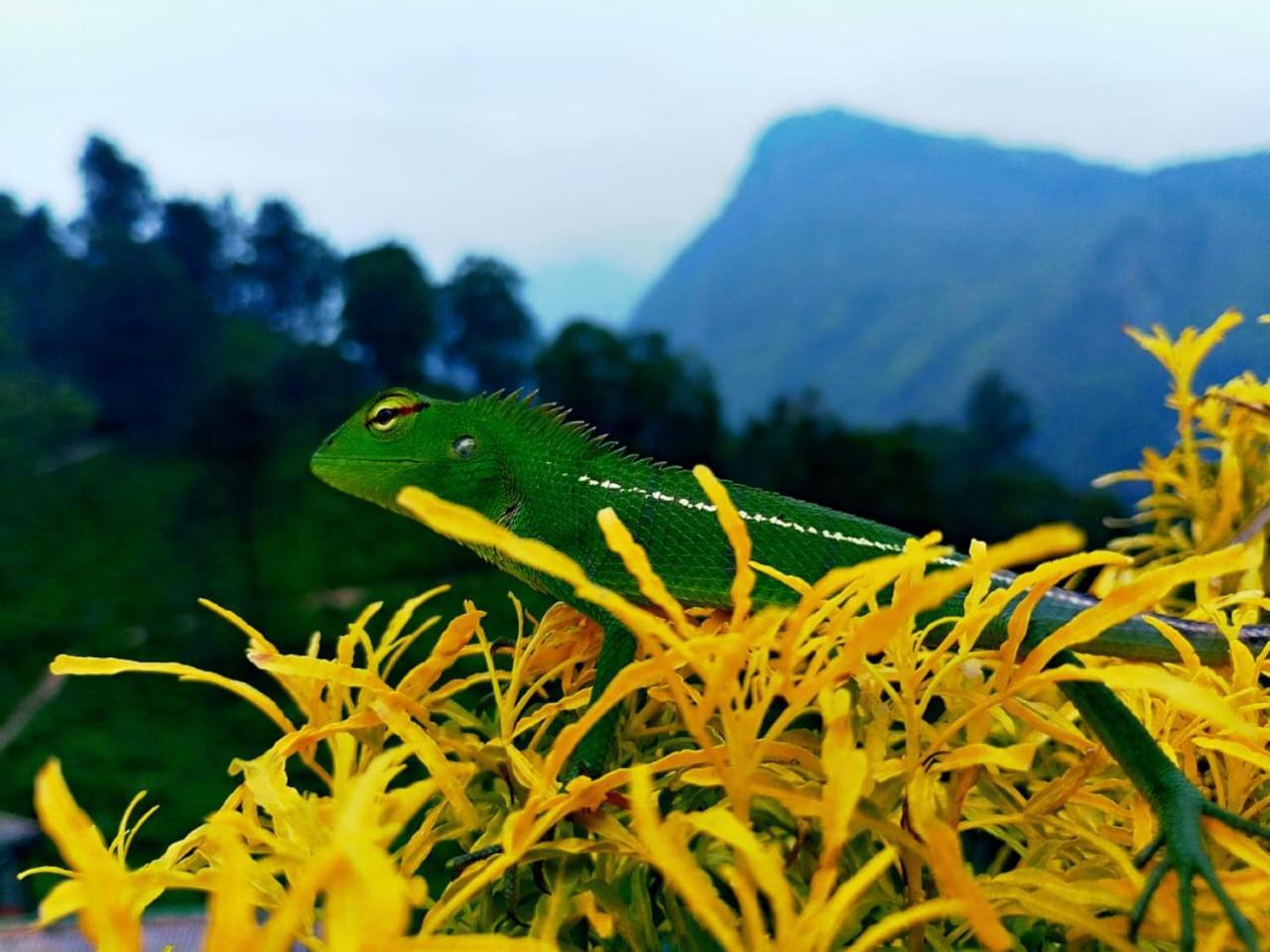 Ella Flower Garden Resort Luaran gambar